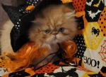 Red persian kitten - Persian Kitten For Sale - Fort Loudon, PA, US