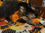 Brown persian kitten - Persian Kitten For Sale - Fort Loudon, PA, US