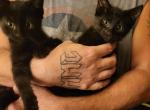 Bonded pair of all black males - Russian Blue Kitten For Sale - 