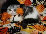 Black and white - Exotic Kitten For Sale - Fort Loudon, PA, US