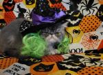 Blue exotic short hair persian - Exotic Kitten For Sale - Fort Loudon, PA, US