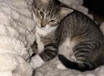 Velvet - Domestic Cat For Adoption - 