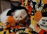 Flame point Himalayan kitty's - Himalayan Kitten For Sale - 