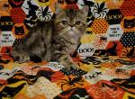 Exotic short haired persian kitten - Exotic Kitten For Sale - Fort Loudon, PA, US