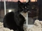 Oreo the Tuxedo - Domestic Cat For Sale - 