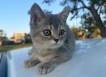 Nyla - Domestic Kitten For Sale - Houston, TX, US