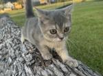 Nyla - Domestic Kitten For Sale - 