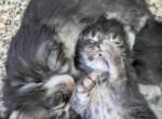 Sparkle and shine - Maine Coon Kitten For Sale - Granville, OH, US