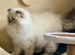 Baby Doll - Scottish Fold Kitten For Sale - Cape Coral, FL, US