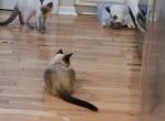 Good Old Boys Club - Siamese Kitten For Sale - 