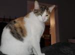 Sassy - Domestic Cat For Adoption - Morrow, OH, US