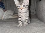 Silver bengal female - Bengal Kitten For Sale - 