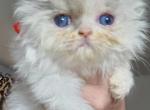 Persians for reservation - Persian Kitten For Sale - Woodburn, IN, US