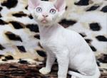 Cotton Devon Rex male white - Devon Rex Kitten For Sale - Miami, FL, US