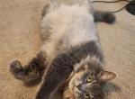 Roni and Snickers - Domestic Cat For Adoption - Myrtle Beach, SC, US