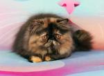 Adele - Persian Kitten For Sale - Pembroke Pines, FL, US