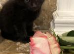 Beautiful Black Kitten - American Shorthair Kitten For Sale - 