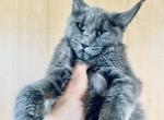 Solid blue pure Main Coon - Maine Coon Kitten For Sale - FL, US