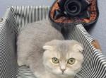 Gregory - Scottish Fold Kitten For Sale - 