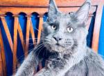 Blue Solid girl - Maine Coon Kitten For Sale - FL, US