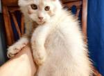 Pure Main Coon silver red - Maine Coon Kitten For Sale - FL, US