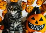 Omaha - Maine Coon Kitten For Sale - 