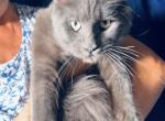 Pure Main Coon blue female - Maine Coon Kitten For Sale - 