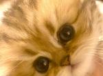 Golden Persian Kittens CFA - Persian Kitten For Sale - Atlanta, GA, US