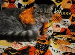 Blue exotic short hair persian kitten - Exotic Kitten For Sale - 