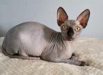 Ron - Sphynx Kitten For Sale - FL, US