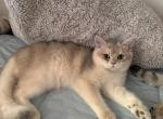 Teddy - British Shorthair Kitten For Sale - San Mateo, CA, US