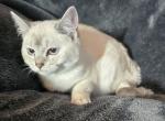 British Shorthair Kittens - British Shorthair Kitten For Sale - 