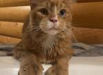 Topper - Maine Coon Cat For Sale - Valliant, OK, US