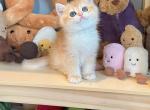 Golden sunshine - British Shorthair Kitten For Sale - 