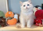 Max - Ragdoll Kitten For Sale - Fontana, CA, US