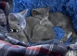 2 females left - Russian Blue Kitten For Sale - Indianola, IA, US