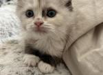 Panda - Snowshoe Kitten For Sale - 