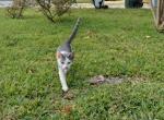 Eli - American Shorthair Kitten For Sale - 