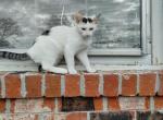 Diamond - American Shorthair Kitten For Sale - Charleston, SC, US