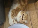 Exotic Shorthair Male Red White Kitten One - Exotic Kitten For Sale - 