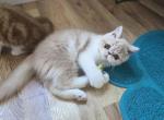 Persian Female Cream White Kitten - Persian Kitten For Sale - Brooklyn, NY, US