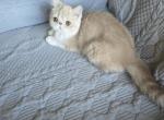 Exotic Shorthair Female Cream White Kitten - Exotic Kitten For Sale - 