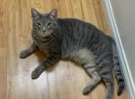 Lily - Domestic Cat For Adoption - CA, US