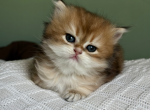 Golden longhair British kitten - British Shorthair Kitten For Sale - 