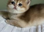 Golden British kittens - British Shorthair Kitten For Sale - 