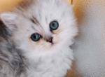 Smith Scottish Straight Male - Scottish Straight Kitten For Sale - 