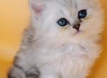 Cinderella Scottish Straight - Scottish Straight Kitten For Sale - Miami, FL, US