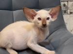 Zaki - Siamese Kitten For Sale - Miami, FL, US