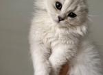 Scottish Fold Male - Scottish Fold Kitten For Sale - Miami, FL, US