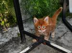 Regal maine coons - Maine Coon Kitten For Sale - 